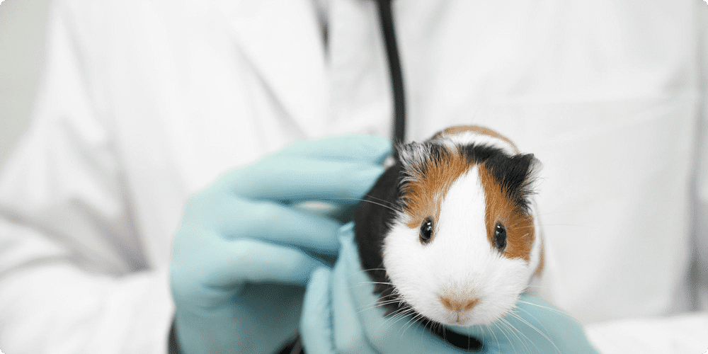 Soins vétérinaires nécessaires pour un rongeur