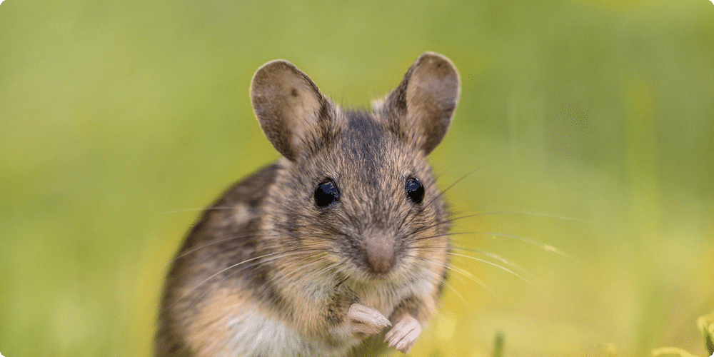 Adopter une souris comme animal de compagnie : pourquoi faire ce choix ?