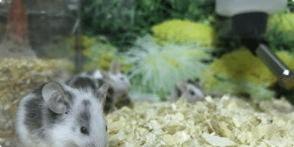 Les besoins de base des souris domestiques