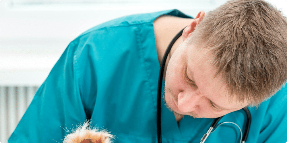 Pourquoi les soins vétérinaires sont essentiels pour les rongeurs