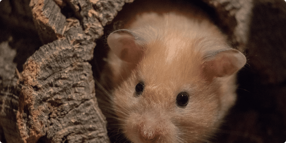 Causes courantes du stress chez les hamsters