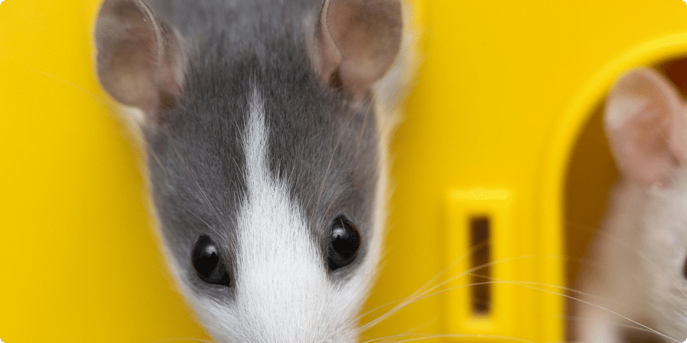 Choisir et préparer l'habitat de votre souris