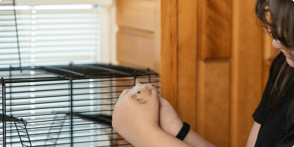 Choisir l'emplacement idéal pour la cage du rongeur
