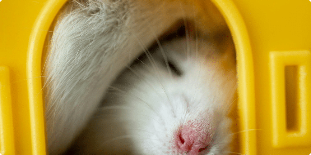 Comment aménager la cage du hamster ?