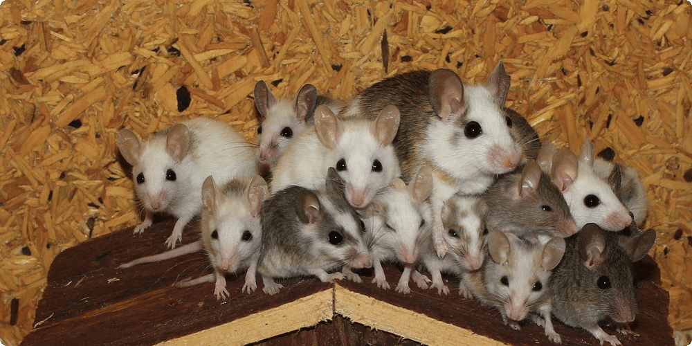 Comparer les races de souris domestiques