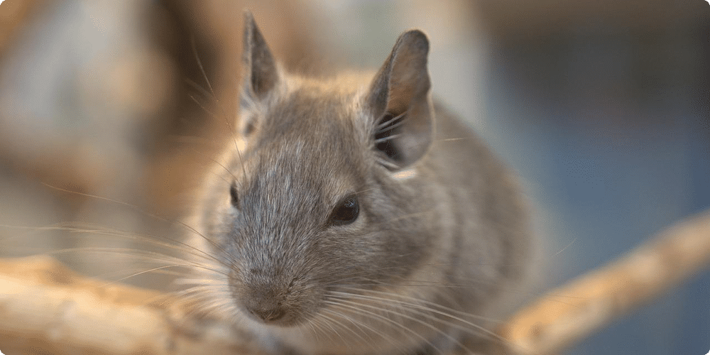 Comprendre les comportements des chinchillas