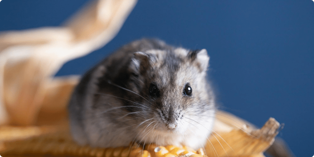 Les meilleurs aliments pour un hamster en bonne santé