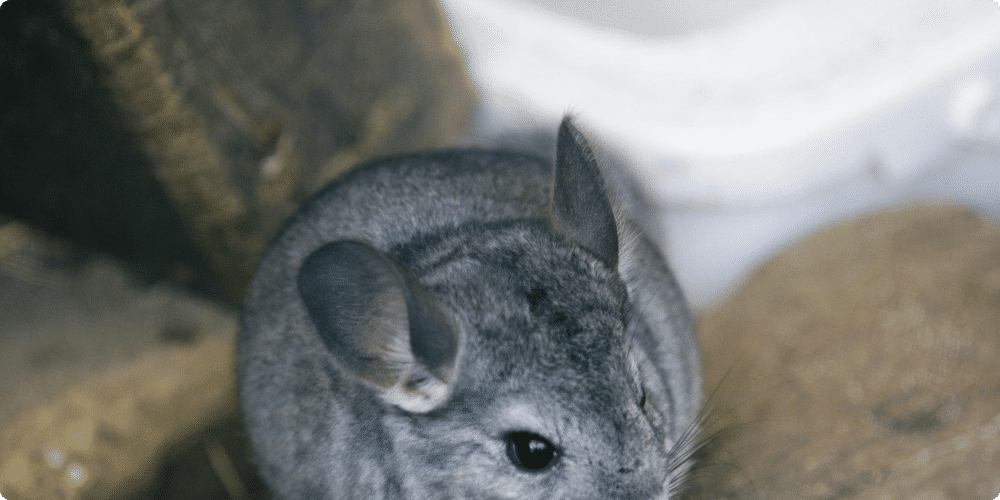 Comprendre l'importance du bain de poussière pour les chinchillas