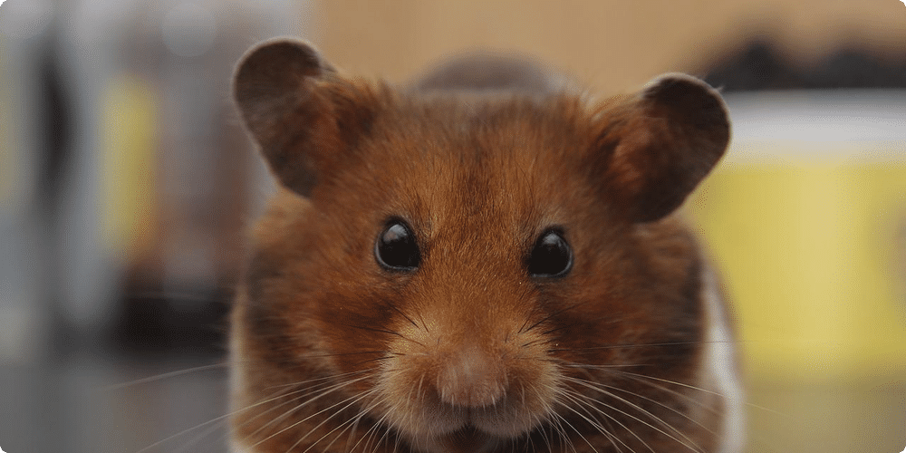 Comment reconnaître un hamster malade ?