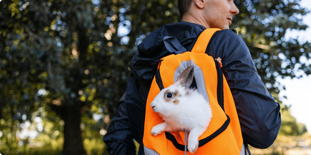 Astuces et recommandations pour voyager avec votre lapin