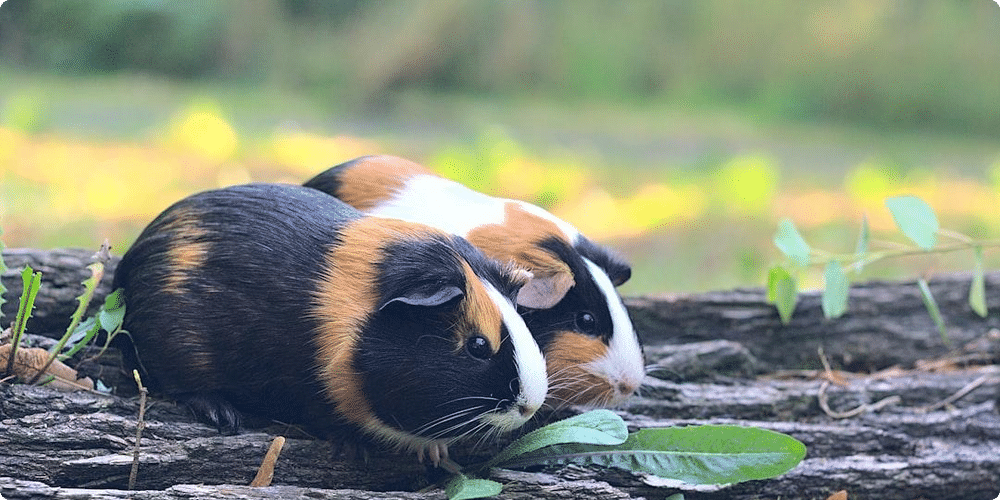 Comment aménager l'habitat idéal pour un cochon d'Inde ?