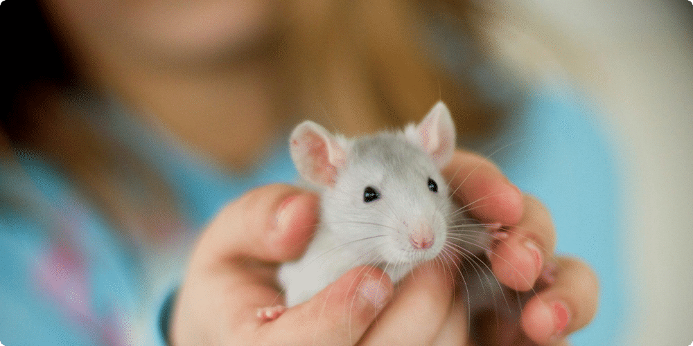 Que faire en cas de maladie chez un rat domestique ?