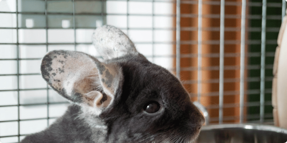Comment bien nourrir son chinchilla ?
