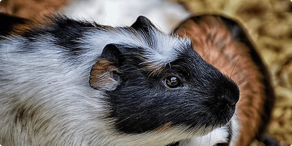 Identifier le bonheur de votre cochon d'Inde
