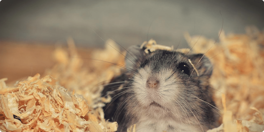 Quel type de litière choisir pour son hamster ?