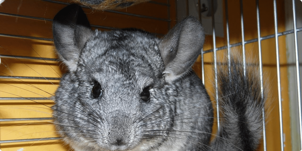 Les étapes pour socialiser plusieurs chinchillas ensemble