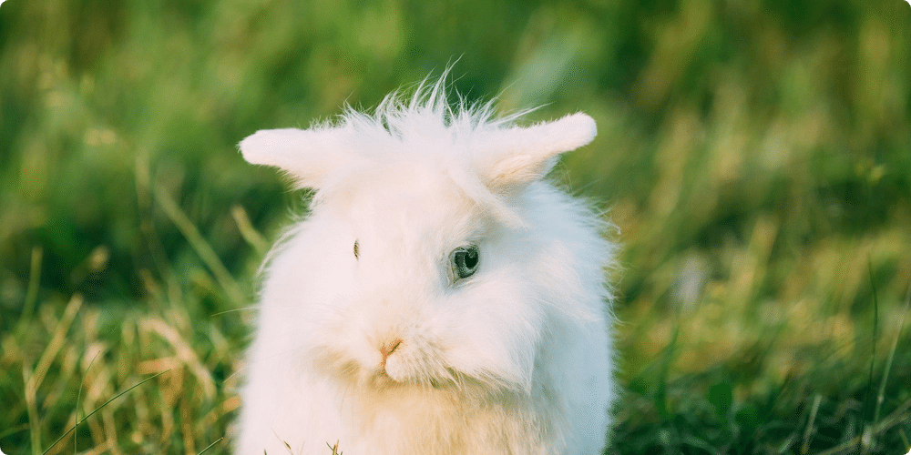 Les bienfaits d’adopter un lapin nain