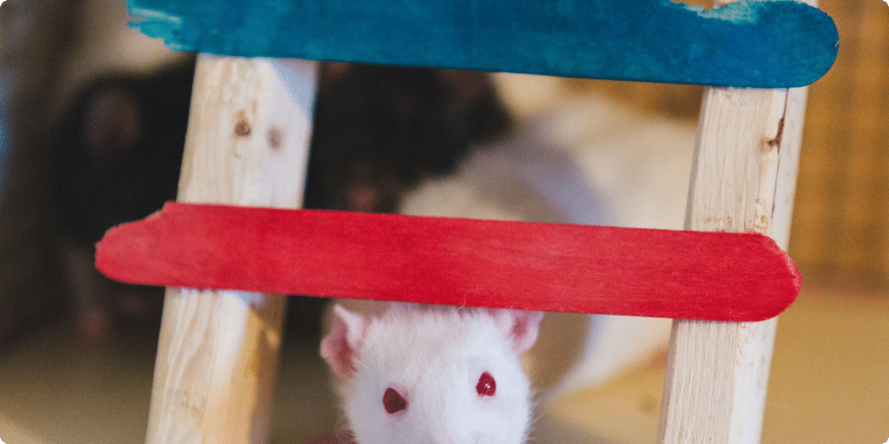 Critères de sélection des jouets pour rats