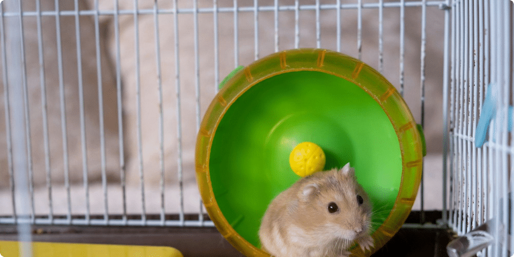 Erreur n°6 : Ne pas nettoyer assez souvent la cage