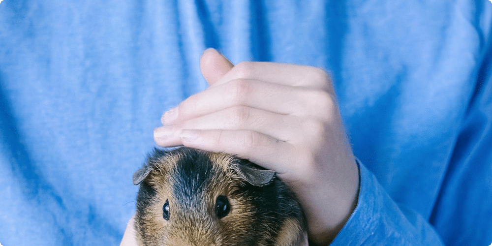 Le cochon d'Inde : douceur et sociabilité