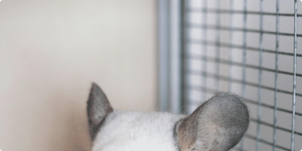 L'eau pour le chinchilla