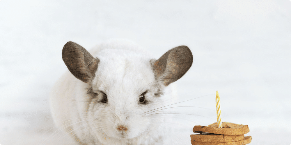 Les accessoires pour la nourriture