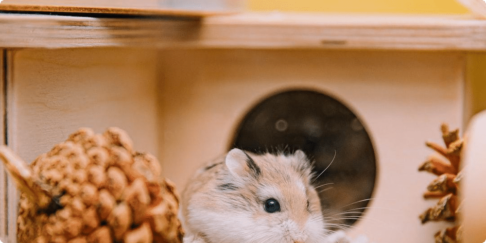 Les critères d'une bonne litière pour hamster