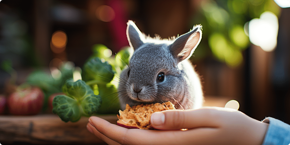 Les meilleures friandises naturelles pour chinchillas