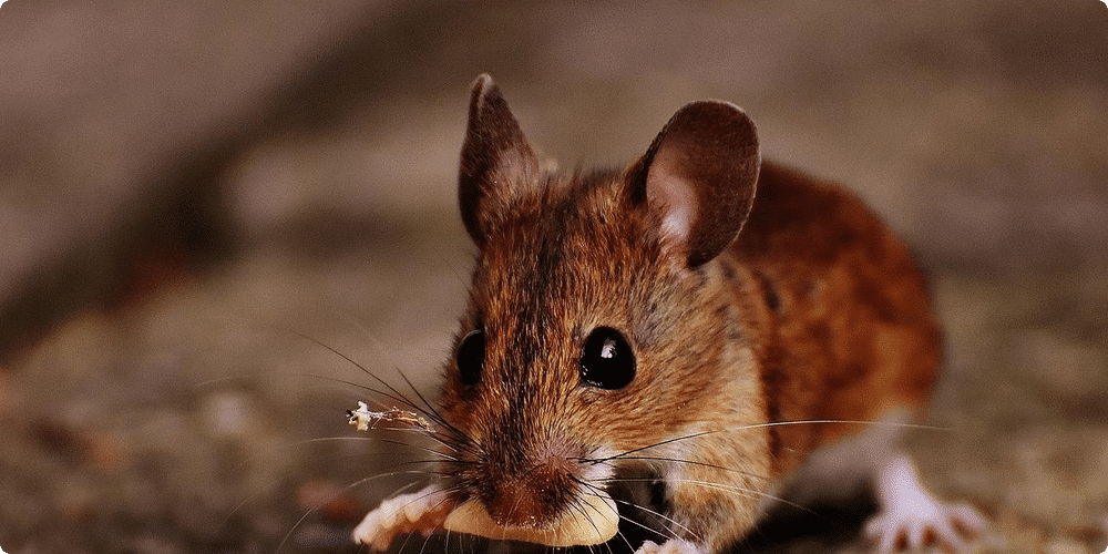 Pourquoi choisir une souris domestique ?