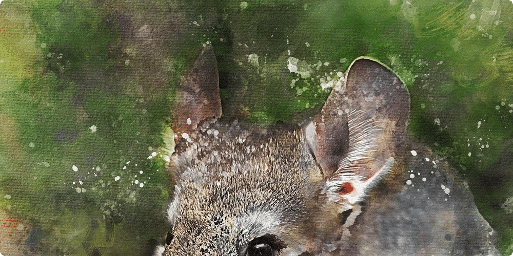 Préparer l'environnement adapté pour votre chinchilla