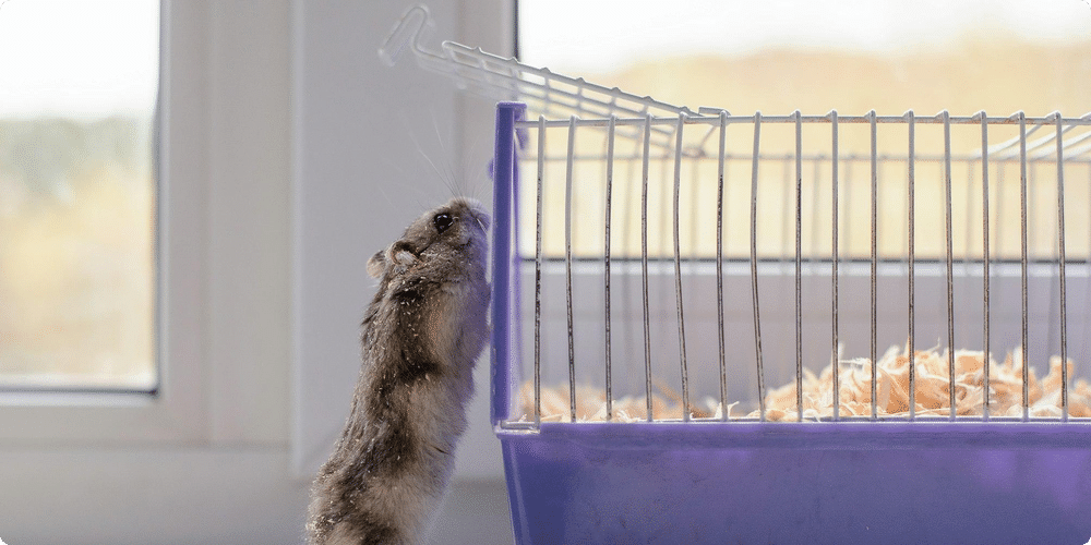 Les raisons de choisir une cage rongeur modulable