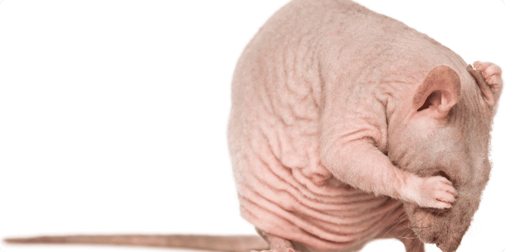 Pourquoi nettoyer la cage régulièrement ?