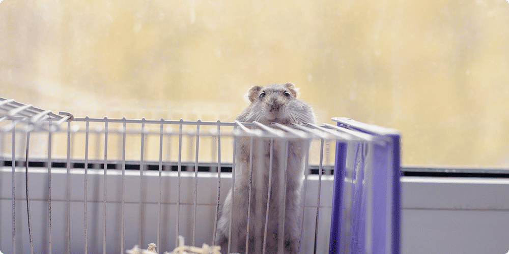 Comment choisir la cage idéale pour votre rongeur ?