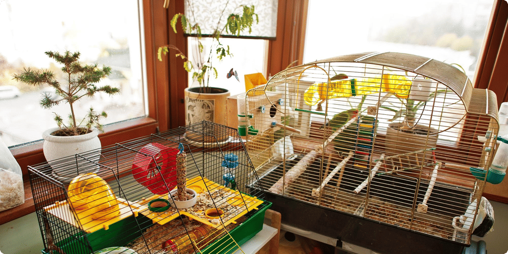 Quels matériaux proscrire pour aménager la cage de votre rongeur ?