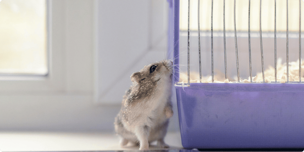 Pourquoi nettoyer régulièrement la cage ?